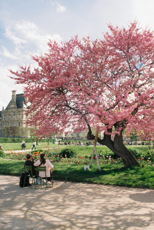 Jardin des Tuileries in an early Spring afternoon, with flowery gardens and blossoming cherry trees