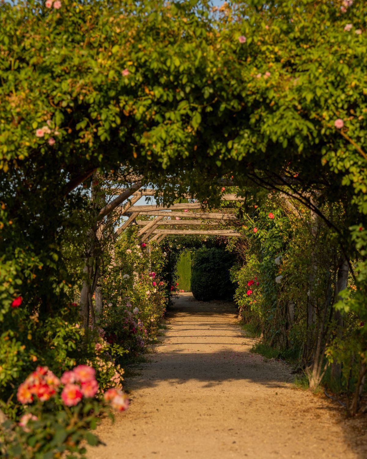 Dirt pathway, with wooden bars and climbing flowers and plants and high bushes in the background.