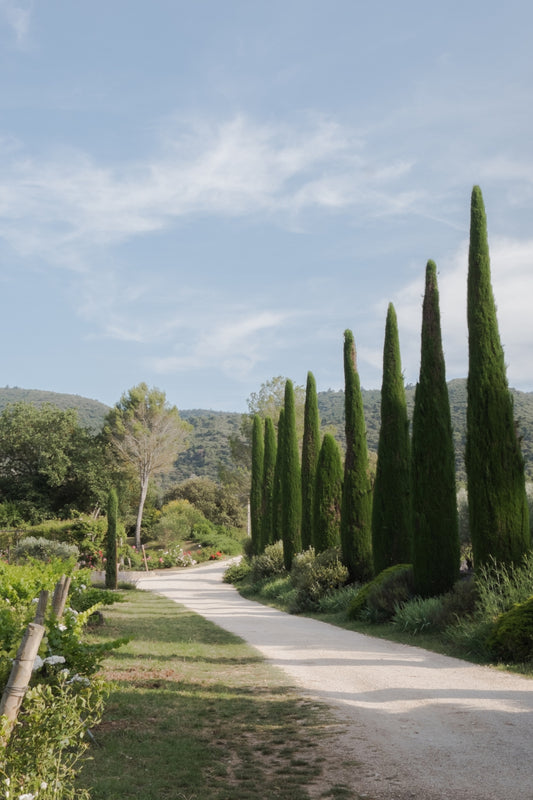 A dirt road with cypress trees along its side in the wine domaine of Bastide de Marie, near Ménerbes, in Provence
