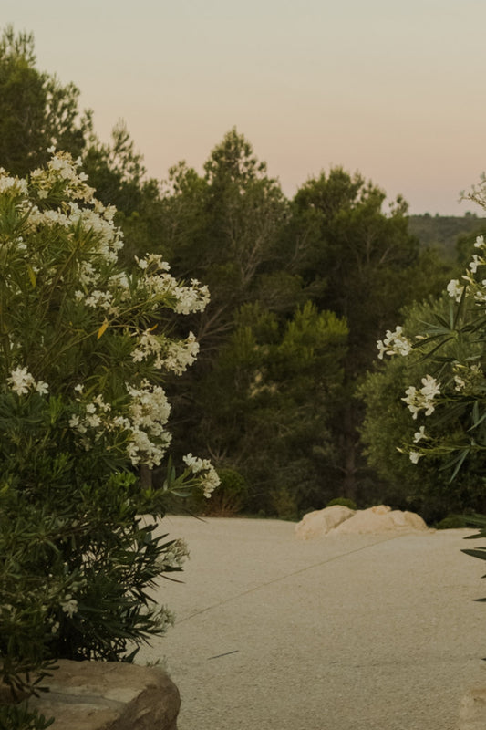 Provençal vegetation surrounding the driveway up to Mas Estello