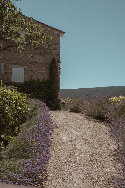 A path through lavender with a masonry house at the end in a Provençal landscape