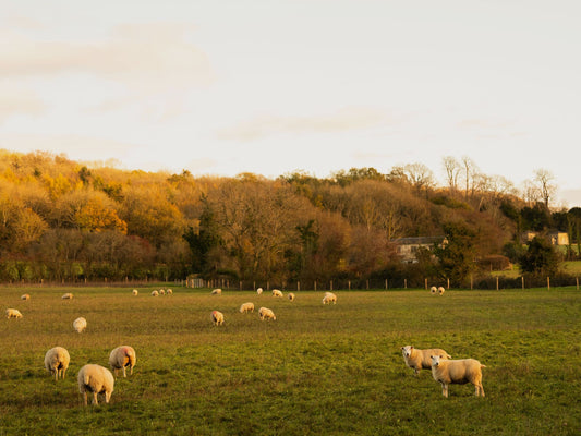 Sheep grazing in a field with trees around the Abbey of Lacock, Cotswolds.