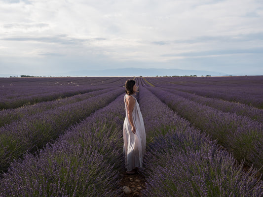 Valensole lavender fields in full bloom at sunset in early July, in Provence