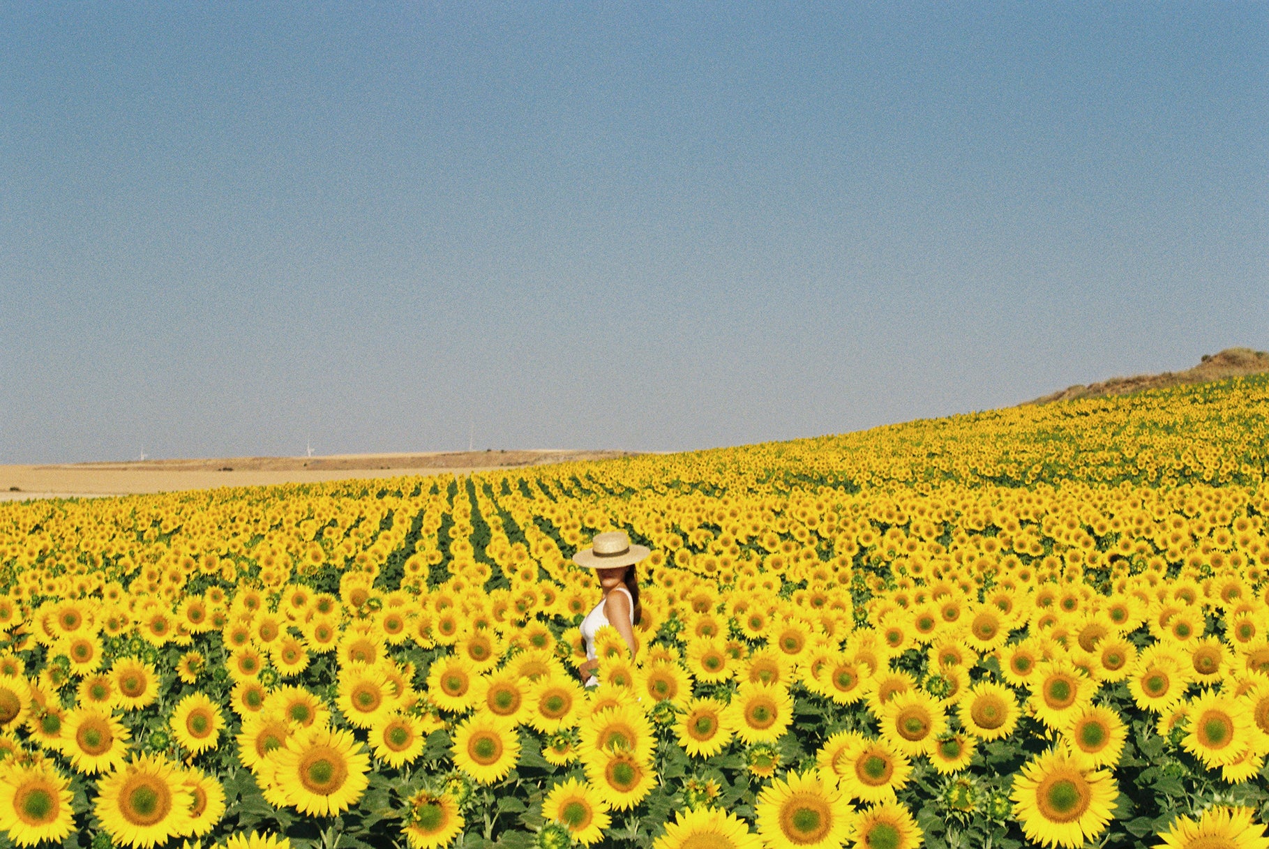A field of Sunflowers in full bloom in Spain, near Salamanca.