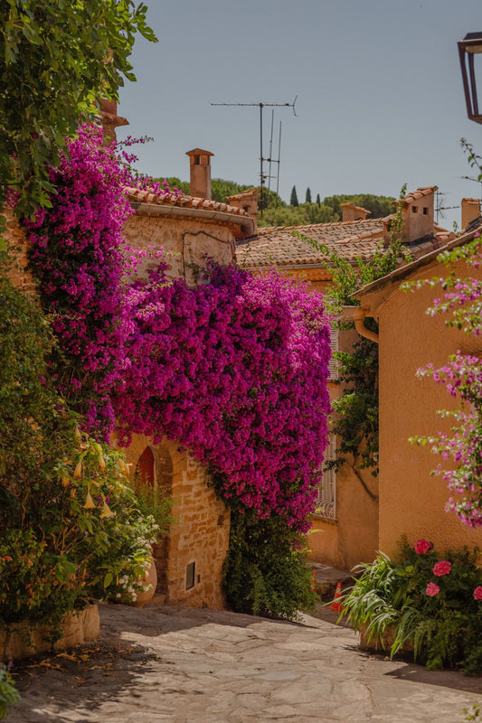 A winding cobbled street with façades covered in Bougainvillea flowers in bloom in Bormes-les-Mimosas, French Riviera