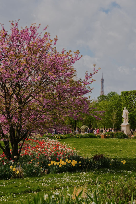 Jardin des Tuileries in an early Spring afternoon, with flowery gardens and blossoming cherry trees