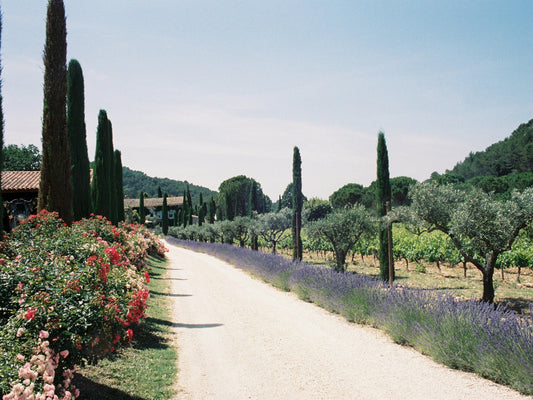 The gardens of La Bastide de Marie, near Ménerbes, in Provence, with a dirt road with roses, lavender, cypress trees and vineyards