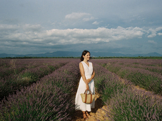 Fields of Blooming lavender in the Valensole Plateau at sunset in Provence
