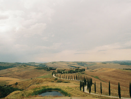 Winding dirt road sided by cypress trees through the hills of Val d'Orcia, in the countryside of Tuscany
