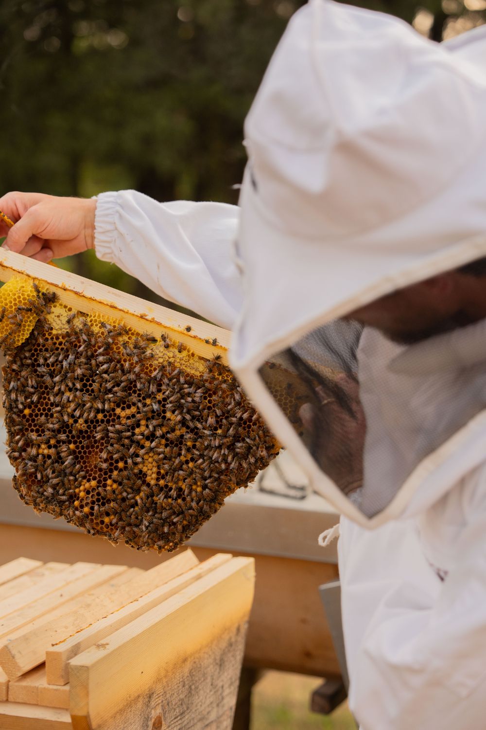 A beekeeper with a full stack of bees.