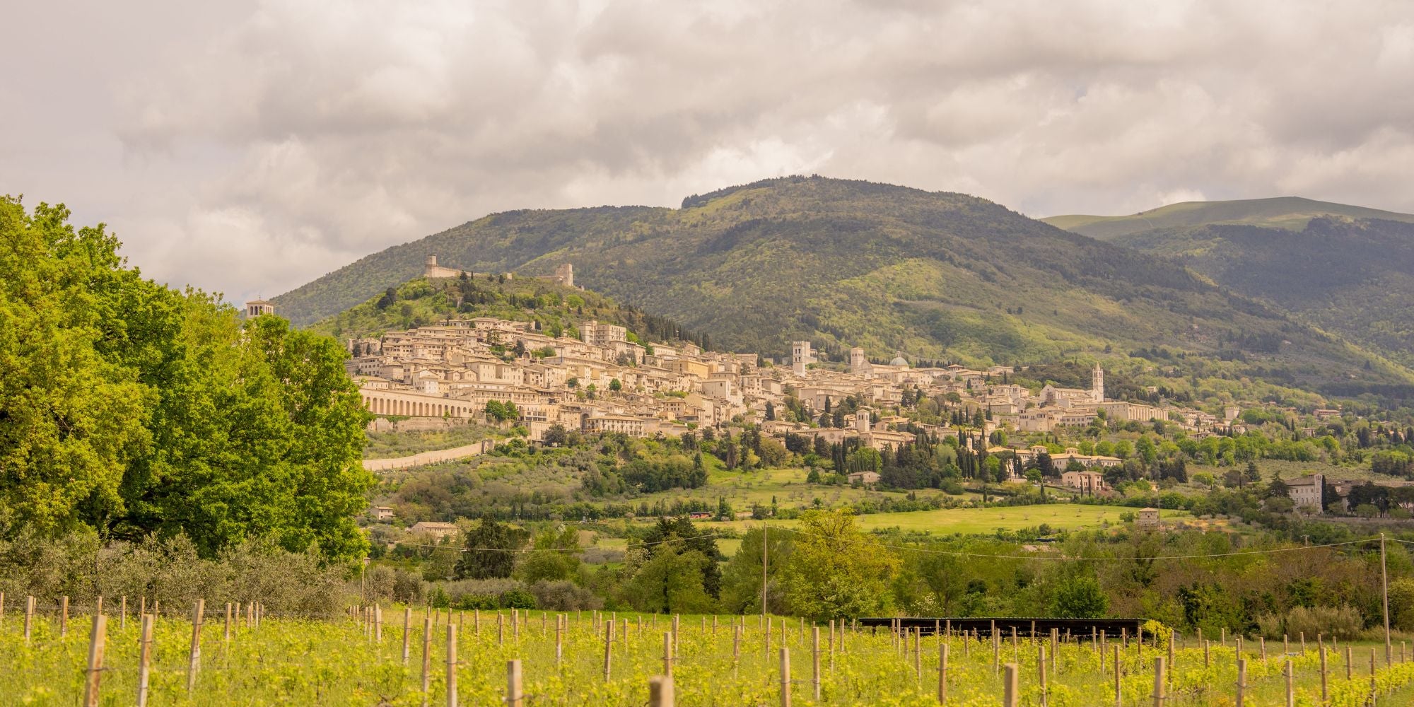 Golden picturesque village amidst a green valley and vines.
